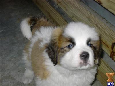 Saint Bernard Puppies for Sale